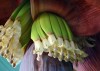 Banana flour