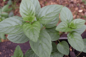 Peppermint perfection: The benefits