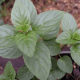 Peppermint perfection: The benefits