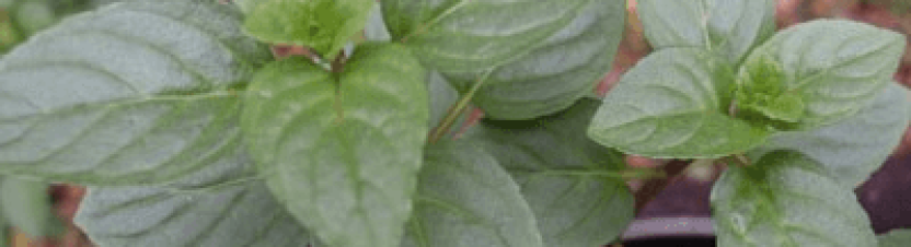Peppermint perfection: The benefits
