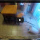 This dog likes his food! Watch as he helps himself to the fridge!