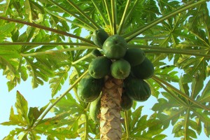 How To Make Fermented Green Papaya
