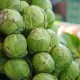 Brussels Sprouts: Nutritional Powerhouse